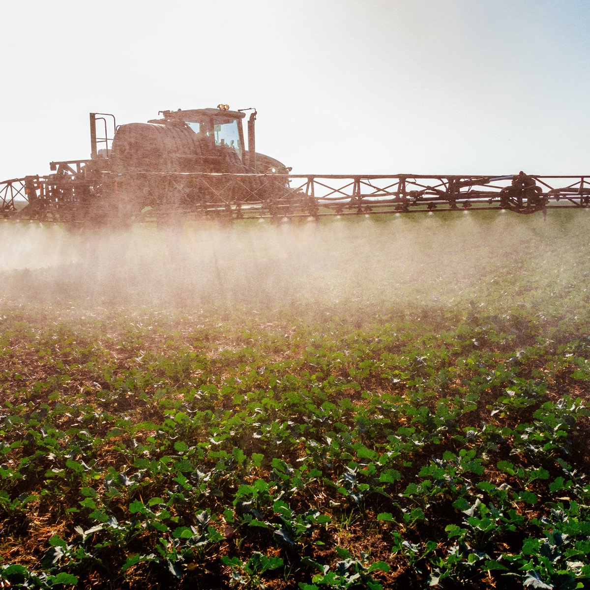 Glyphosate doesn’t just harm weeds; it harms everything from soil to crops, animals to humans.
