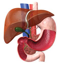 Liver & Gallbladder Illustration