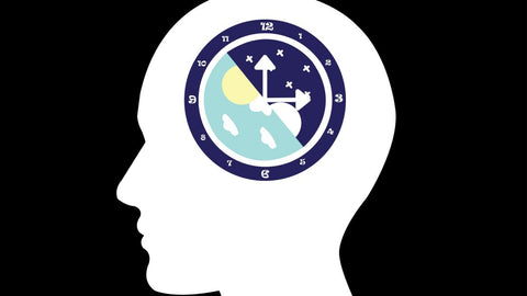 info graphic of a circadian clock