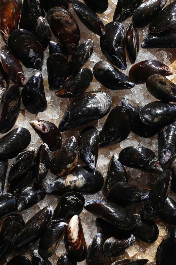 Live black mussels on ice