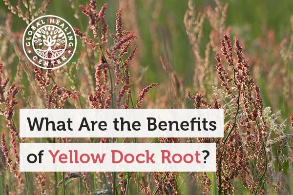 Yellow dock root is known to reduce oxidative stress.
